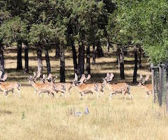 Patrimonio Nacional saca más de 700 gamos y ciervos del bosque de Riofrío
